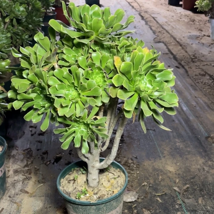 17原始绿法师多肉植物多肉多肉