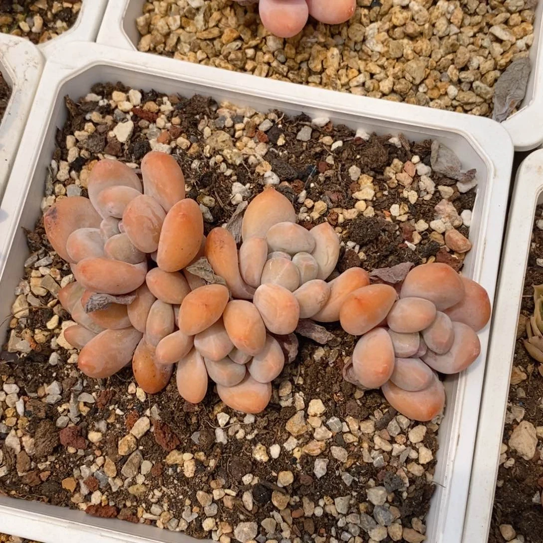 一物一拍精品多肉