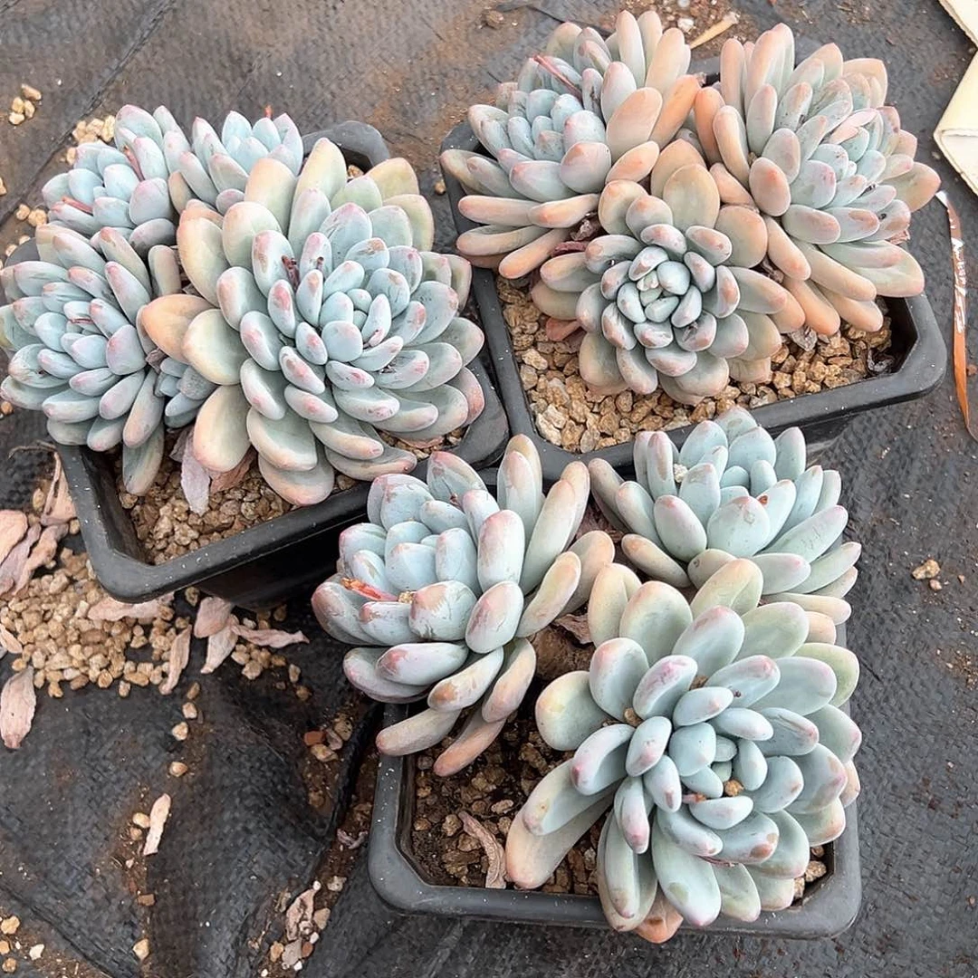 浅**沫多肉植物一物一拍