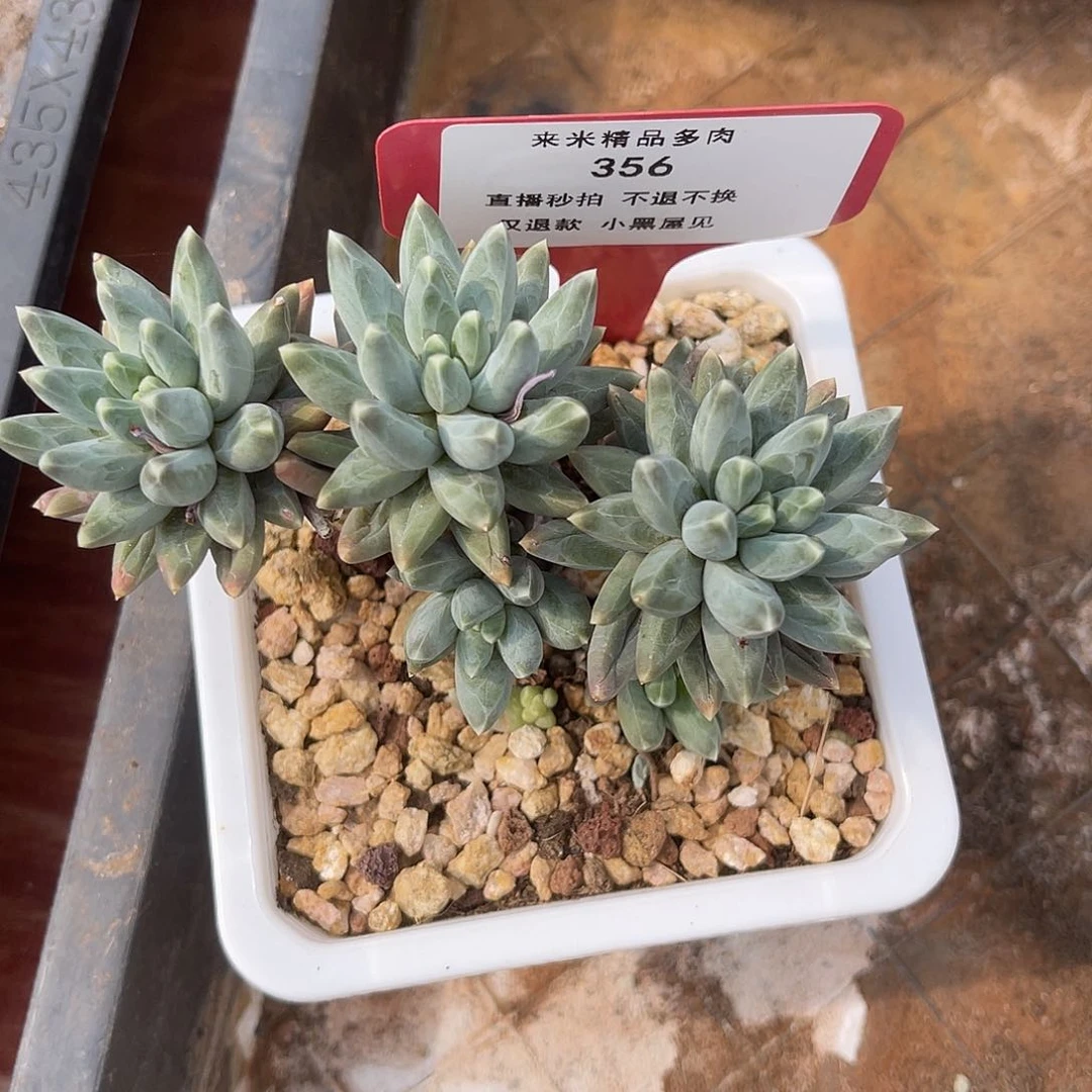 江*356乌拉克拉群生小群