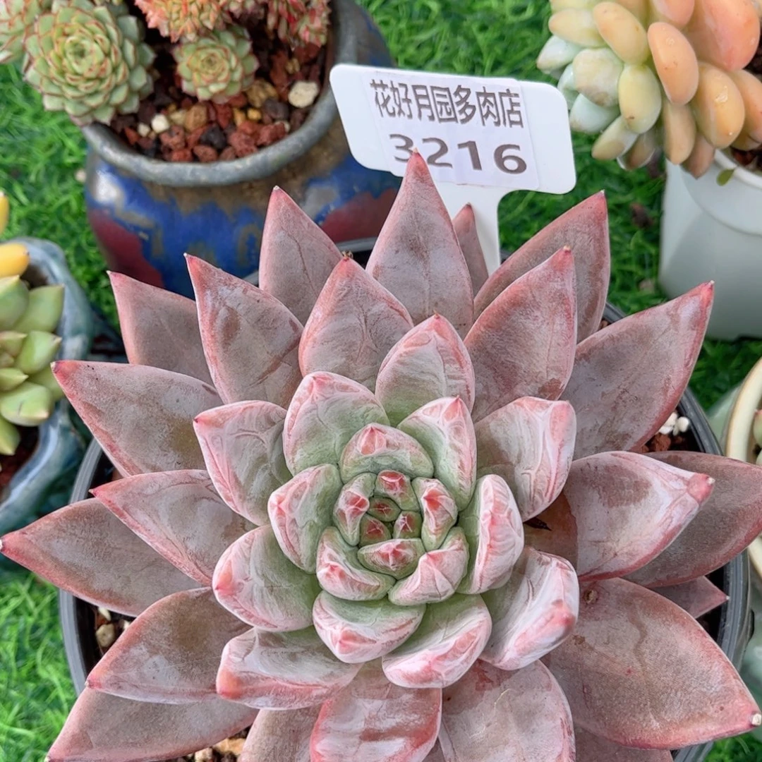 四***开多肉植物3216 一定要拍个冷链哦