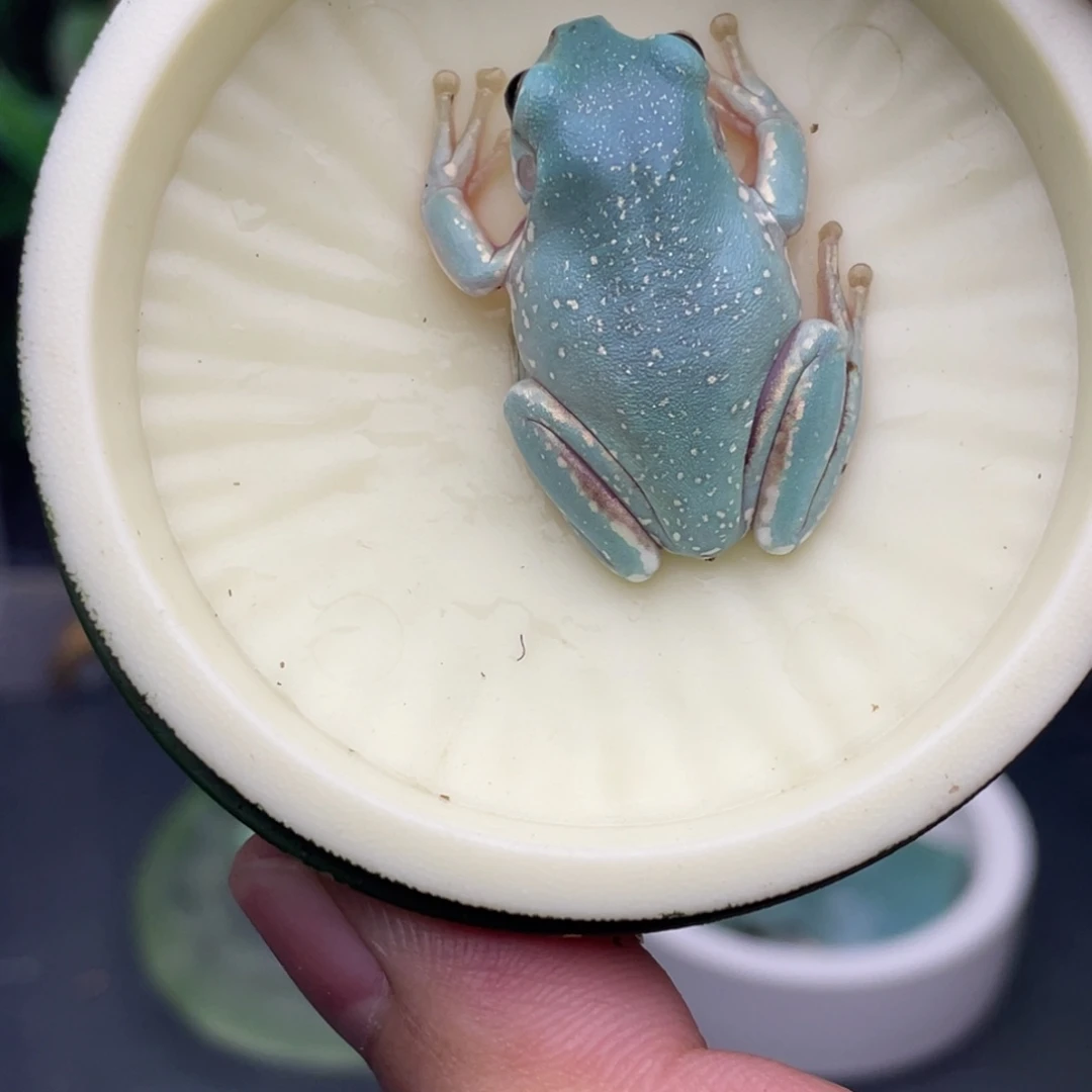 老爷树蛙6号海蓝金背