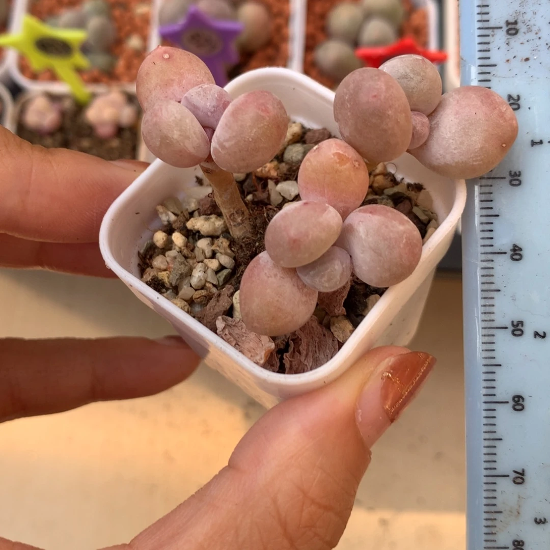 3头蛋黄奶 不凑满28元发一片叶 不售后 到付