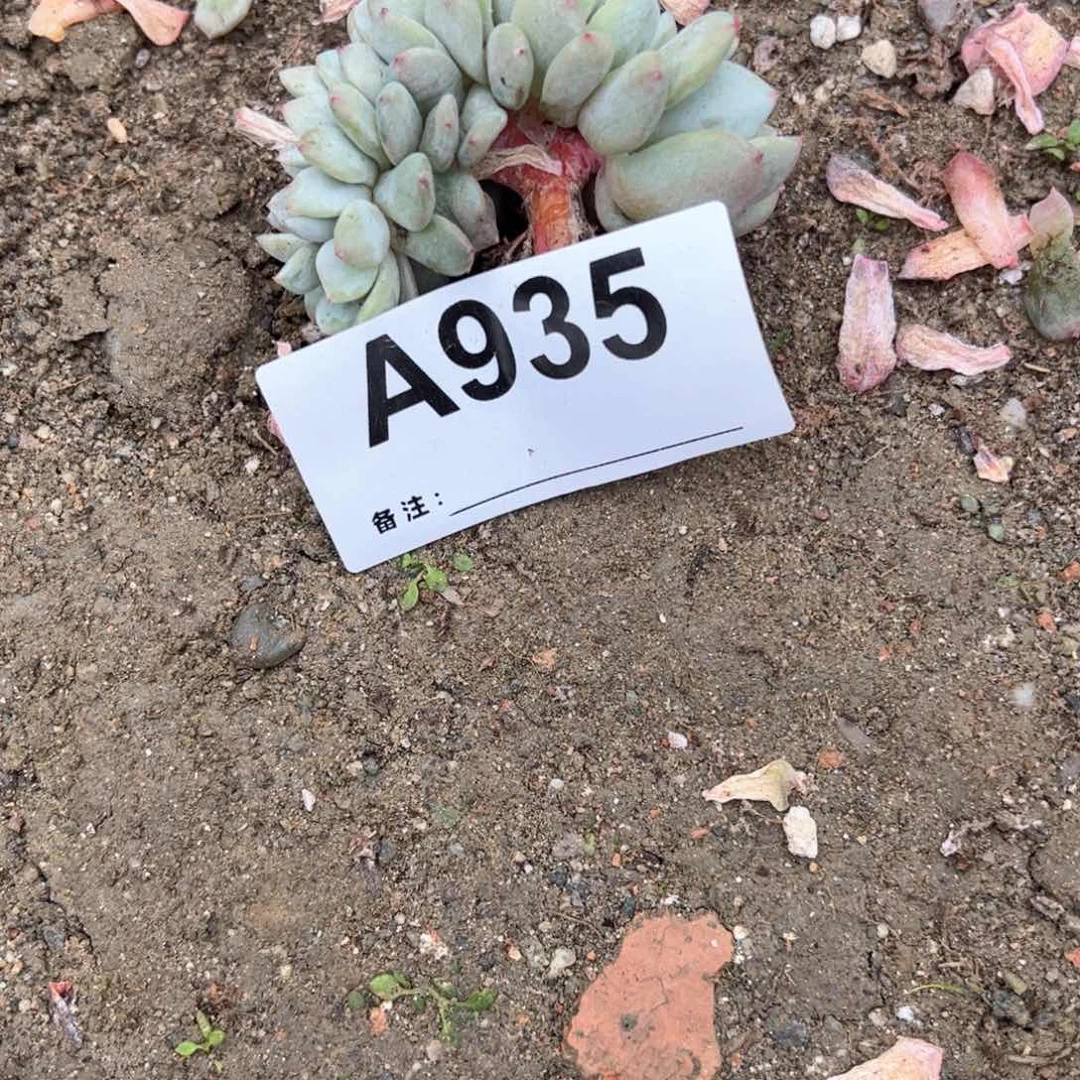 嘻**哈935多肉多肉多肉多肉多肉