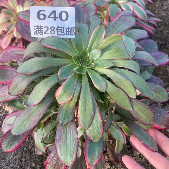 640二号棚丽娜多肉