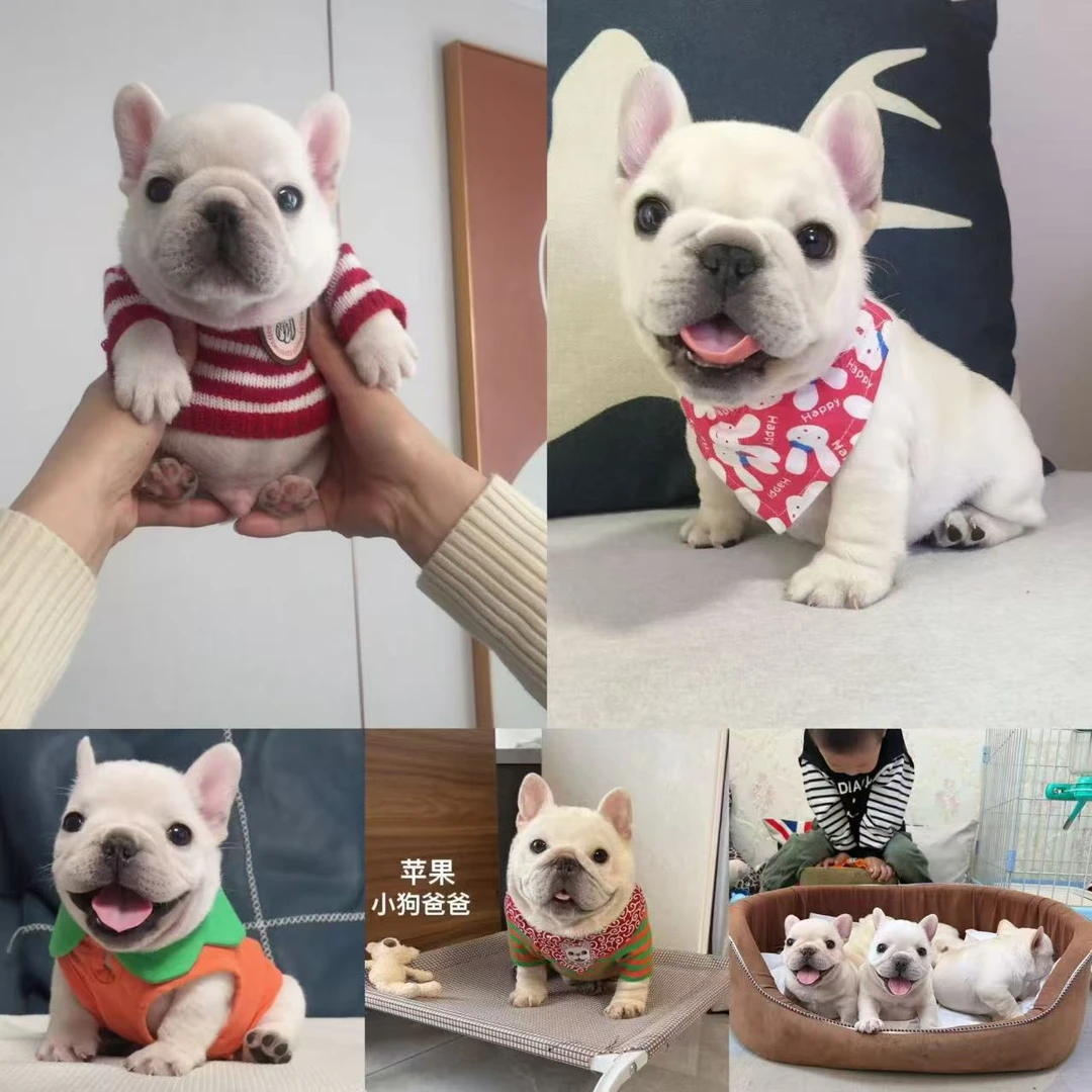 【大凯家的法斗】法牛法斗幼犬 蓝牛虎斑法牛 法国斗牛犬活体