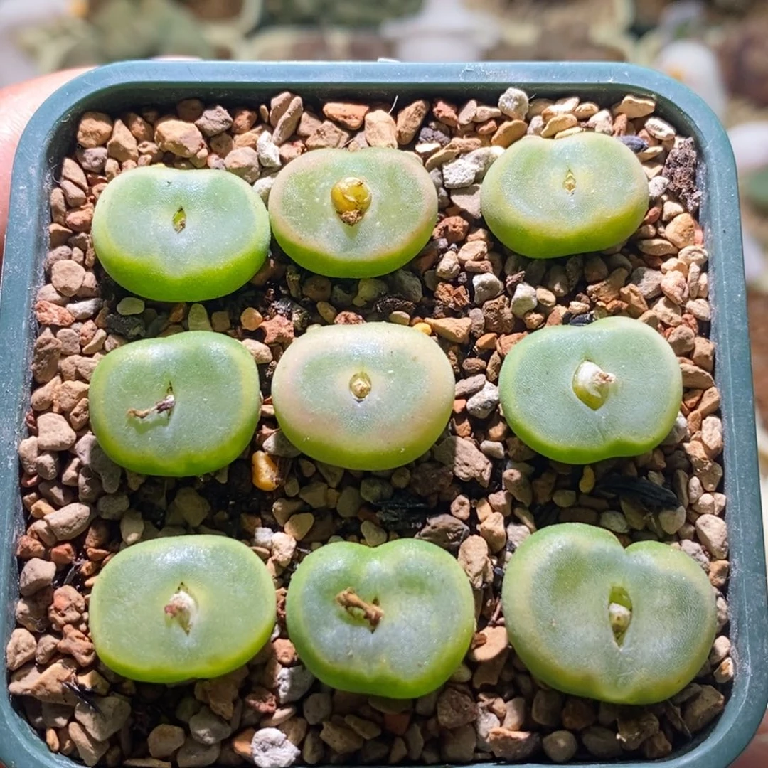 好看好看好看鞋子