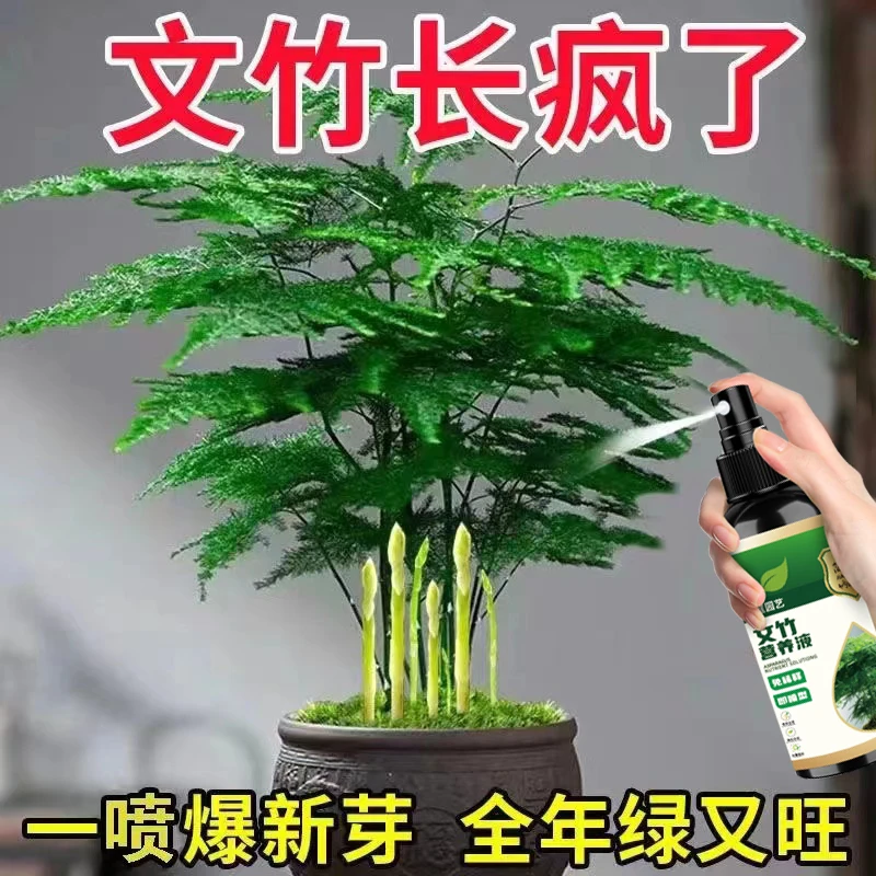 文竹营养液专用肥叶子发黄一喷绿专治黄叶落叶干尖枯瘦植物生长
