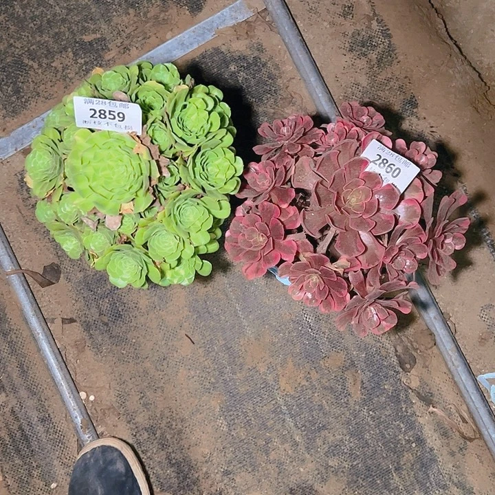安***水2859 2860两颗多肉植物