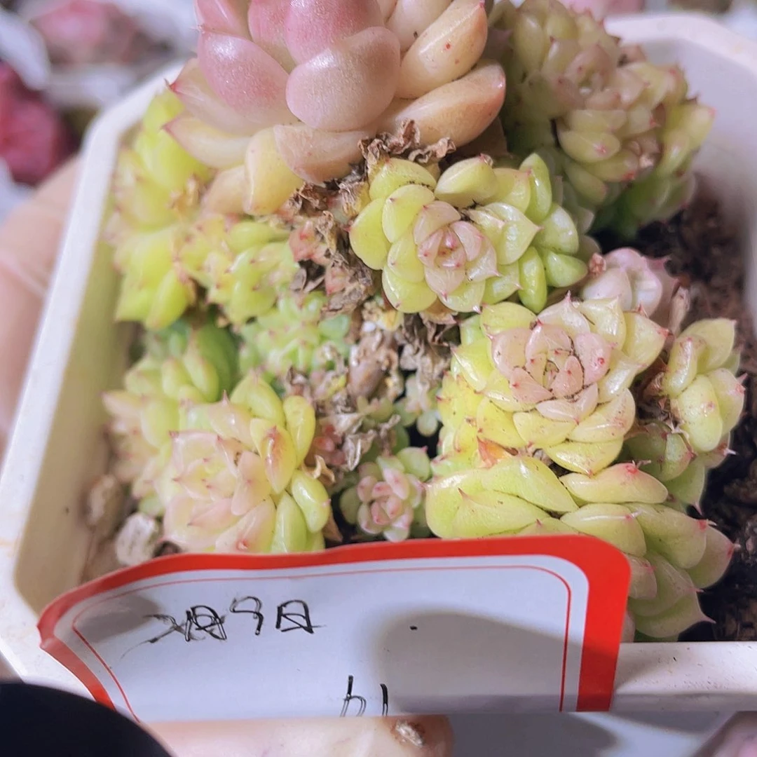 雾*～000000000000000061一物一拍