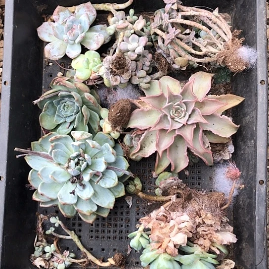 可爱到现在也都知道是