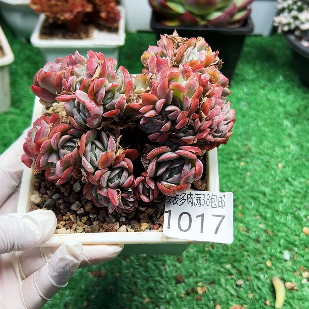 无花朵多肉一物一拍植物1017