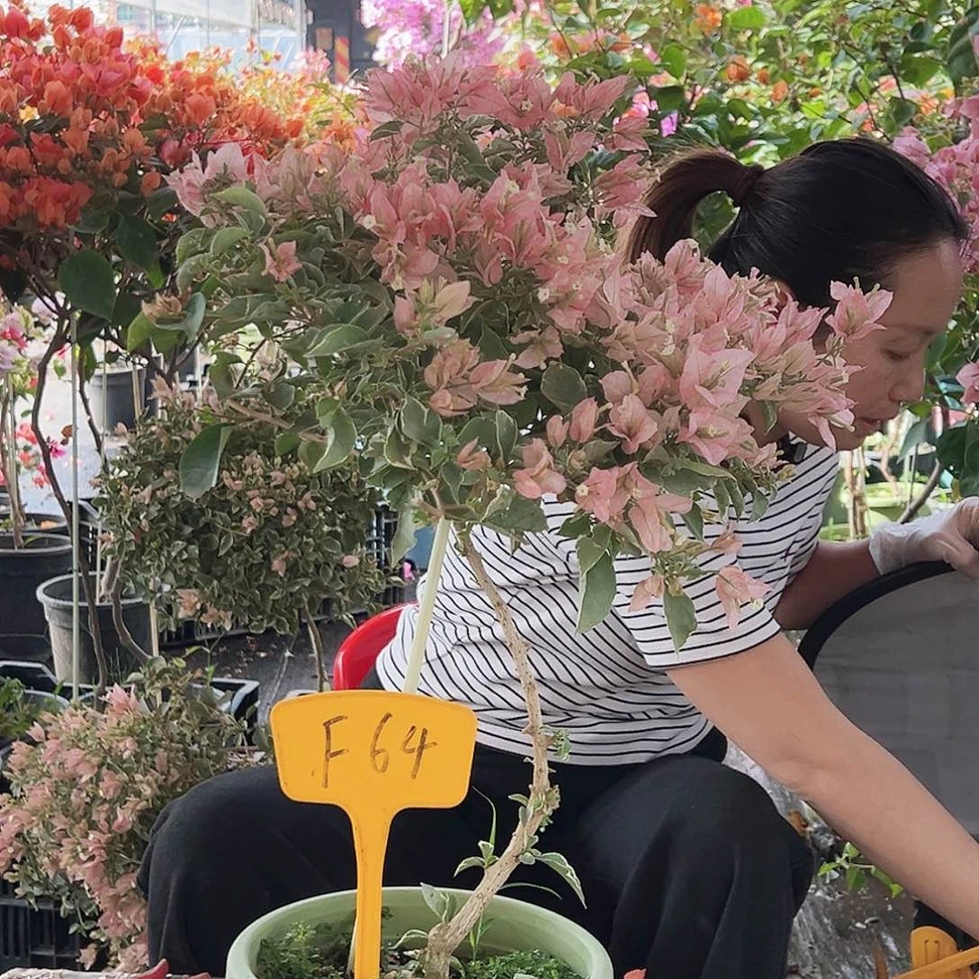 田***甜大部分花苞少量开放F64少女心