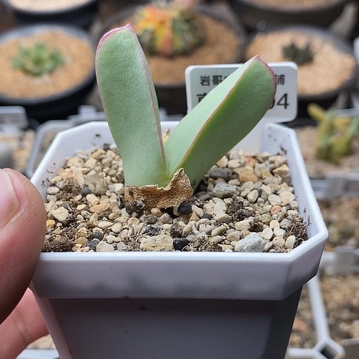 梅萨种源大型肉锥翼