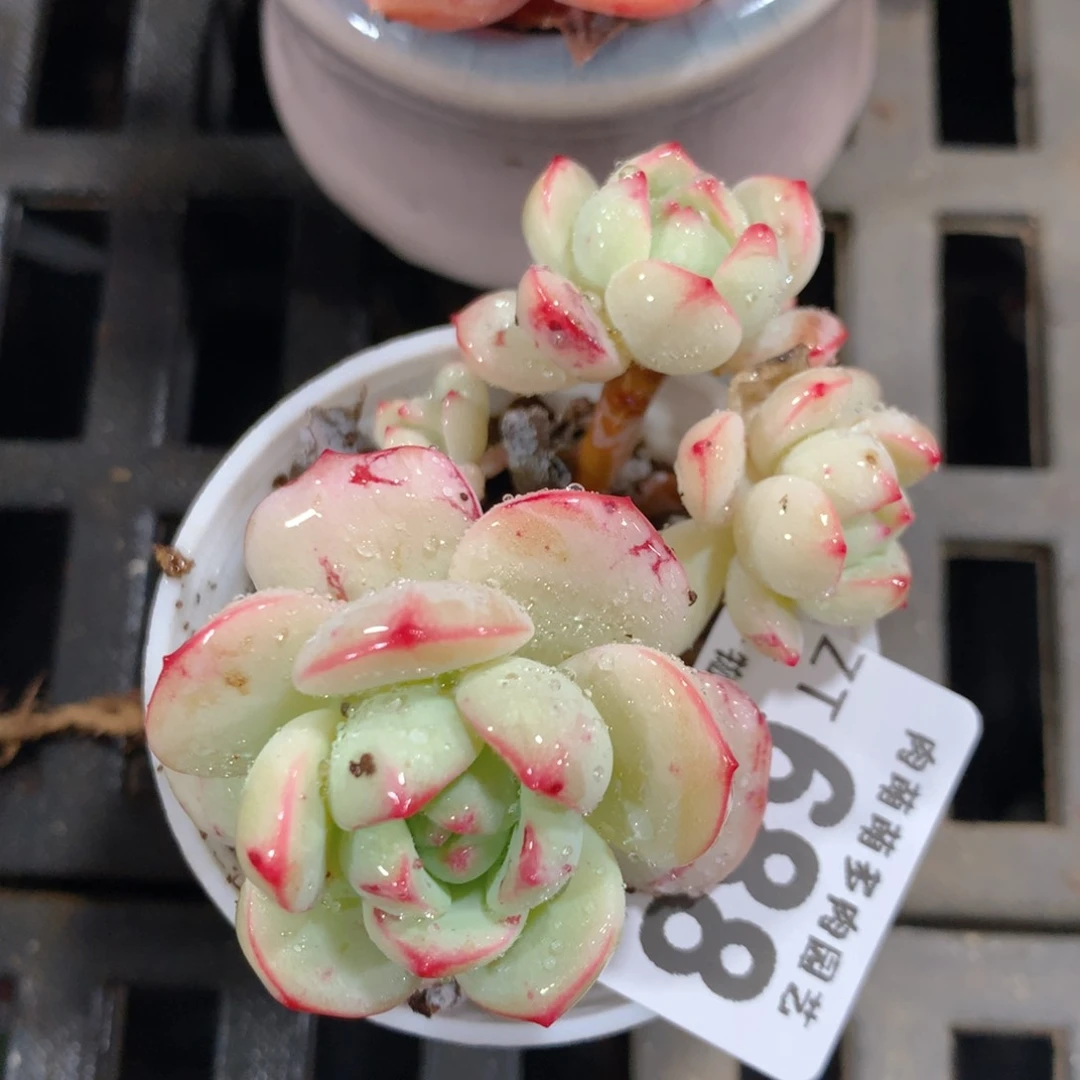 5CM拇指盆精控多肉ZT688