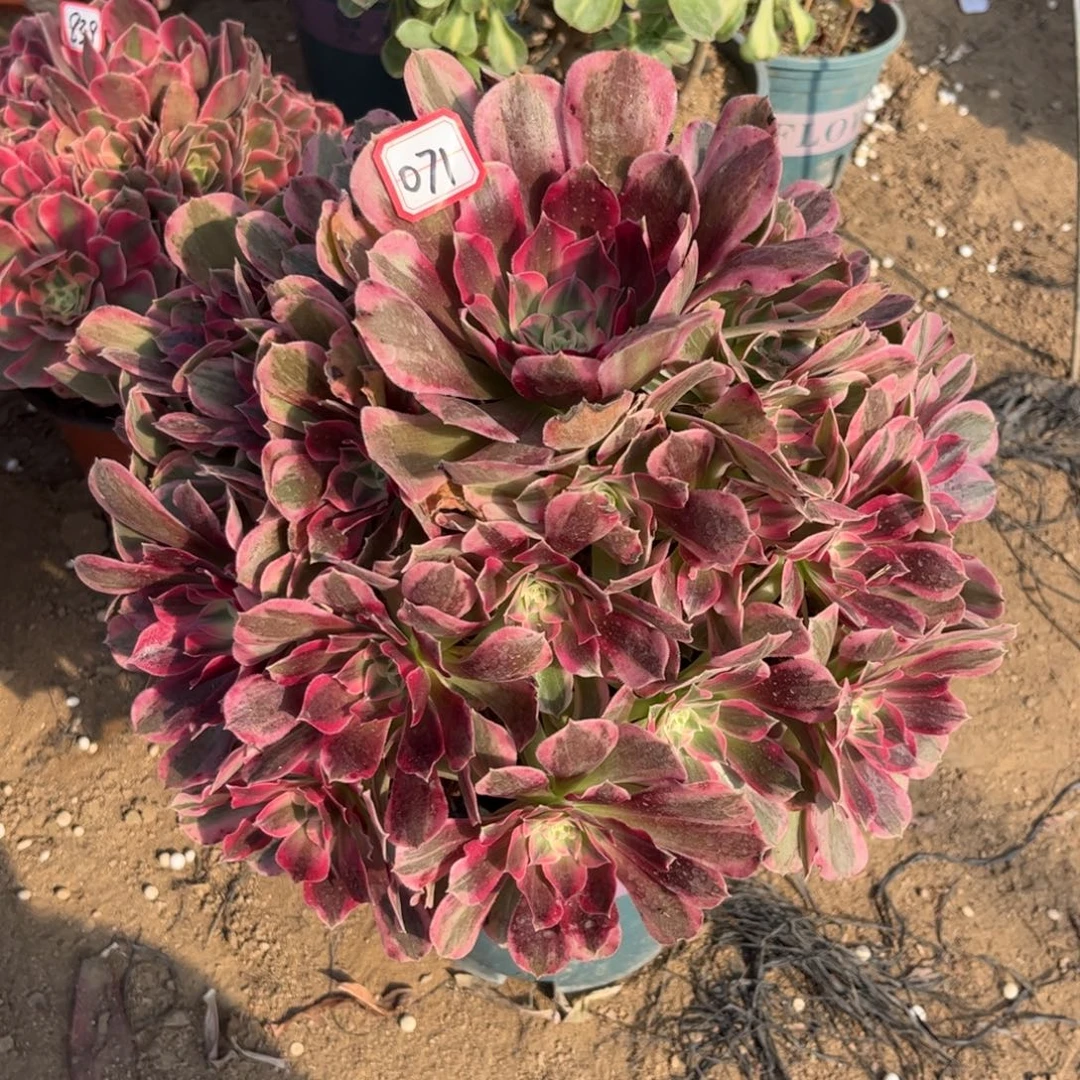 071多肉植物男神法师
