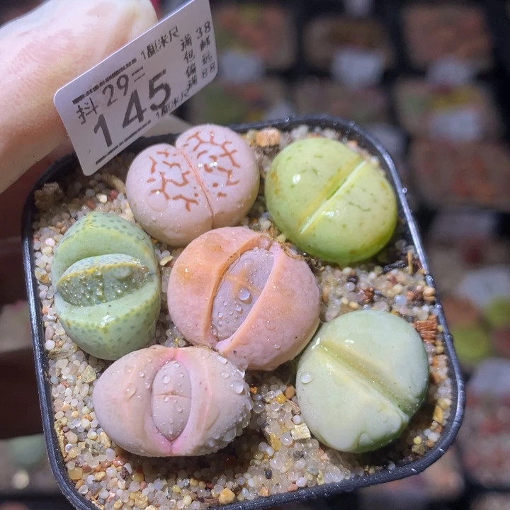 精品生石花29.145