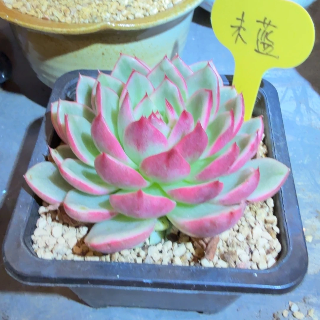 蔚蓝乌木 安吉园艺锦