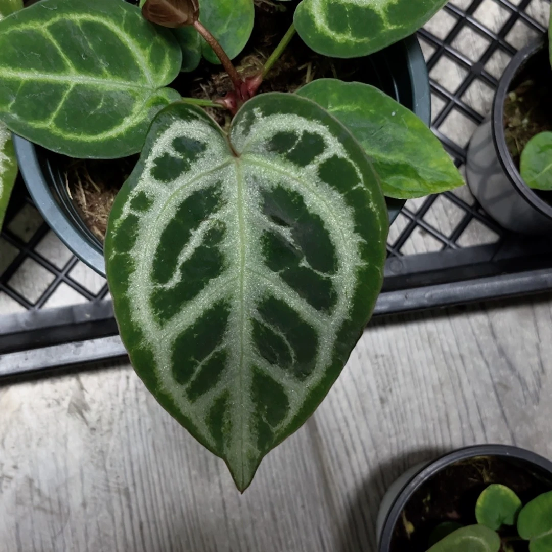 完全开放skg银杂skg银红