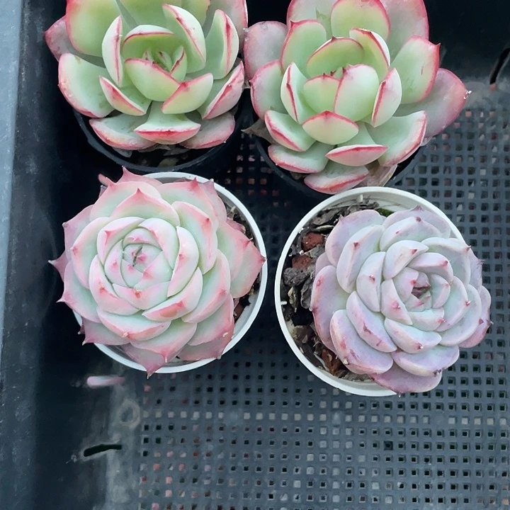 欢***主四个小多肉带盆发货