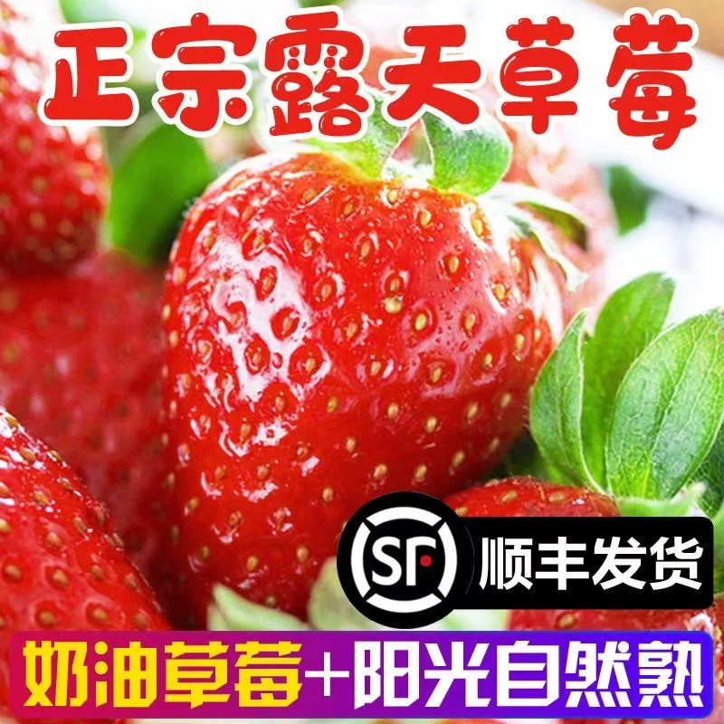 【顺丰空运】草莓新鲜采摘头茬新鲜高山种植孕妇奶油无公害水果烘焙