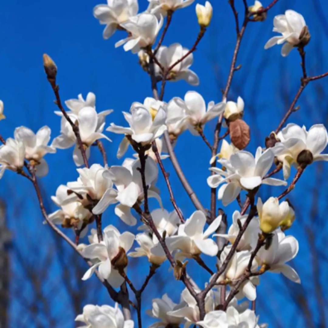 精品娇红玉兰南北方种植盆栽地栽