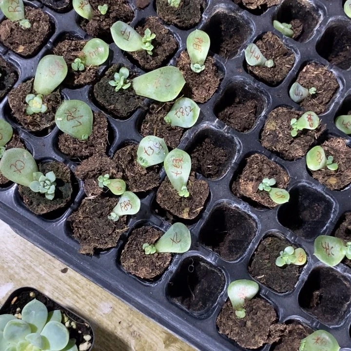 100个品种芽苗不重复