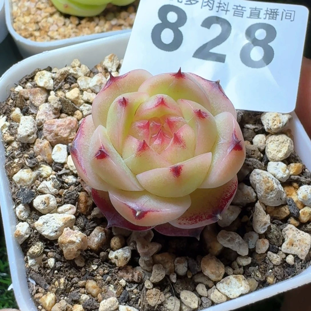 金辉珍妮         多肉植物