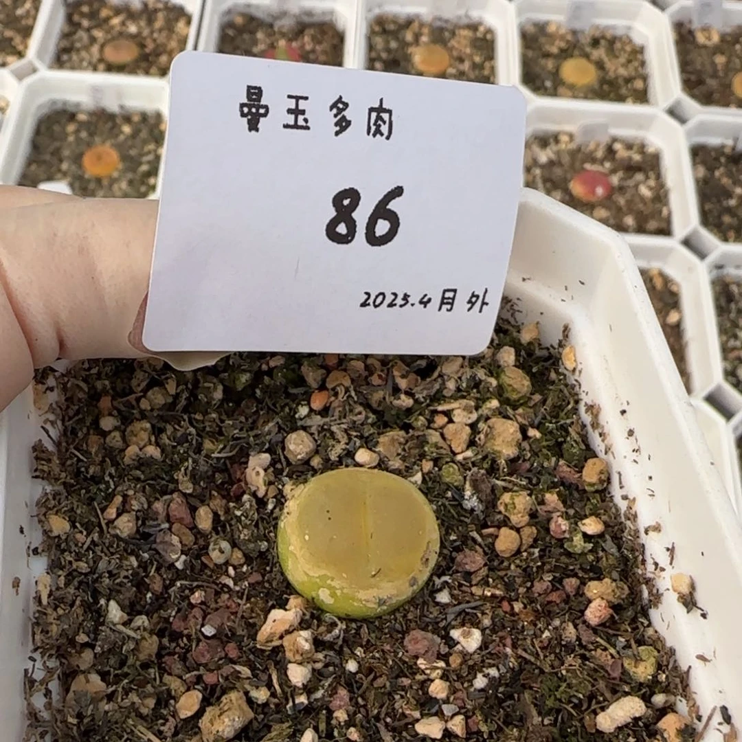 温**兩多肉多肉多肉4-086