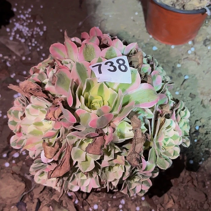 738女神多肉植物不售后
