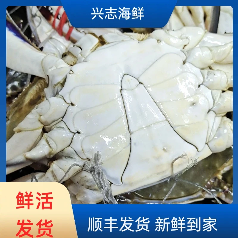 【保鲜不保活】公飞蟹（梭子蟹）2斤起拍单只2-6两海蟹易掉腿顺丰发货
