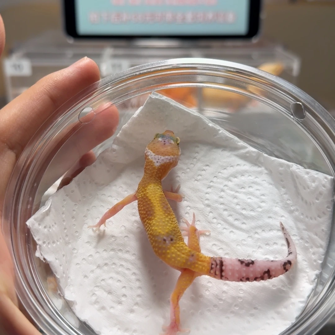 豹纹守宫橘子日蚀母温