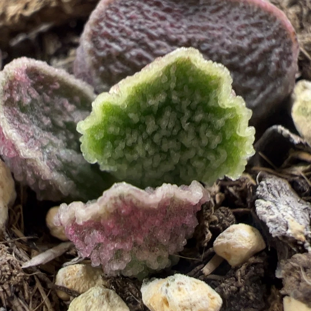 皱边款实生新品大苗多肉