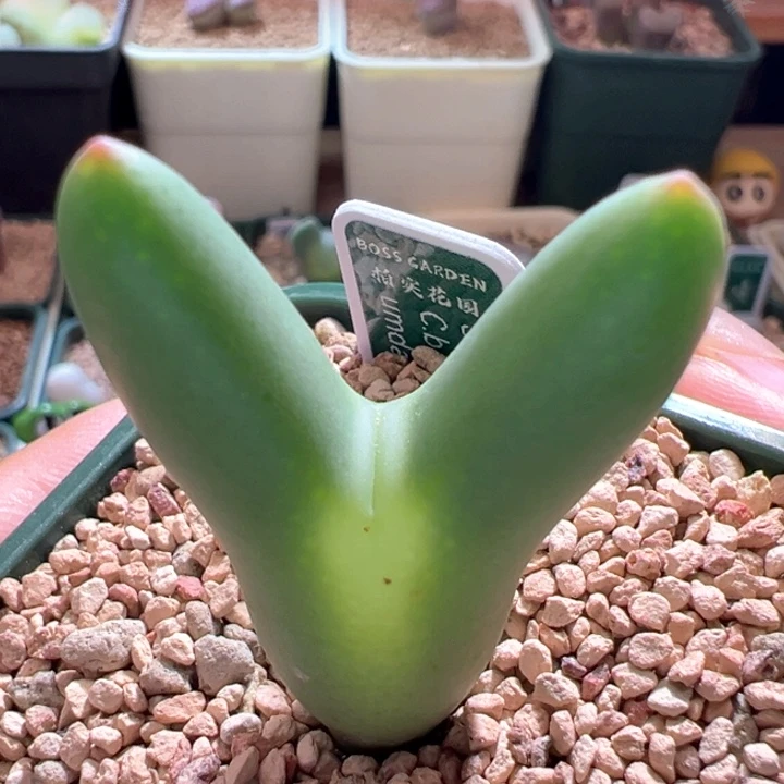 A222.  优选超胖体皮卡丘。