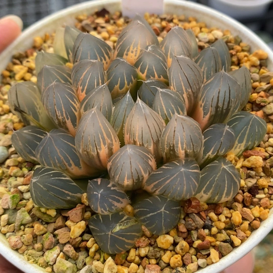 95糊斑霓虹灯玉露锦母本