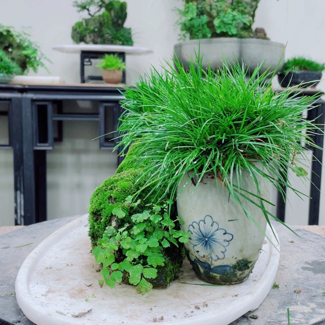 无铅玻璃无*兔铁线蕨的根部有