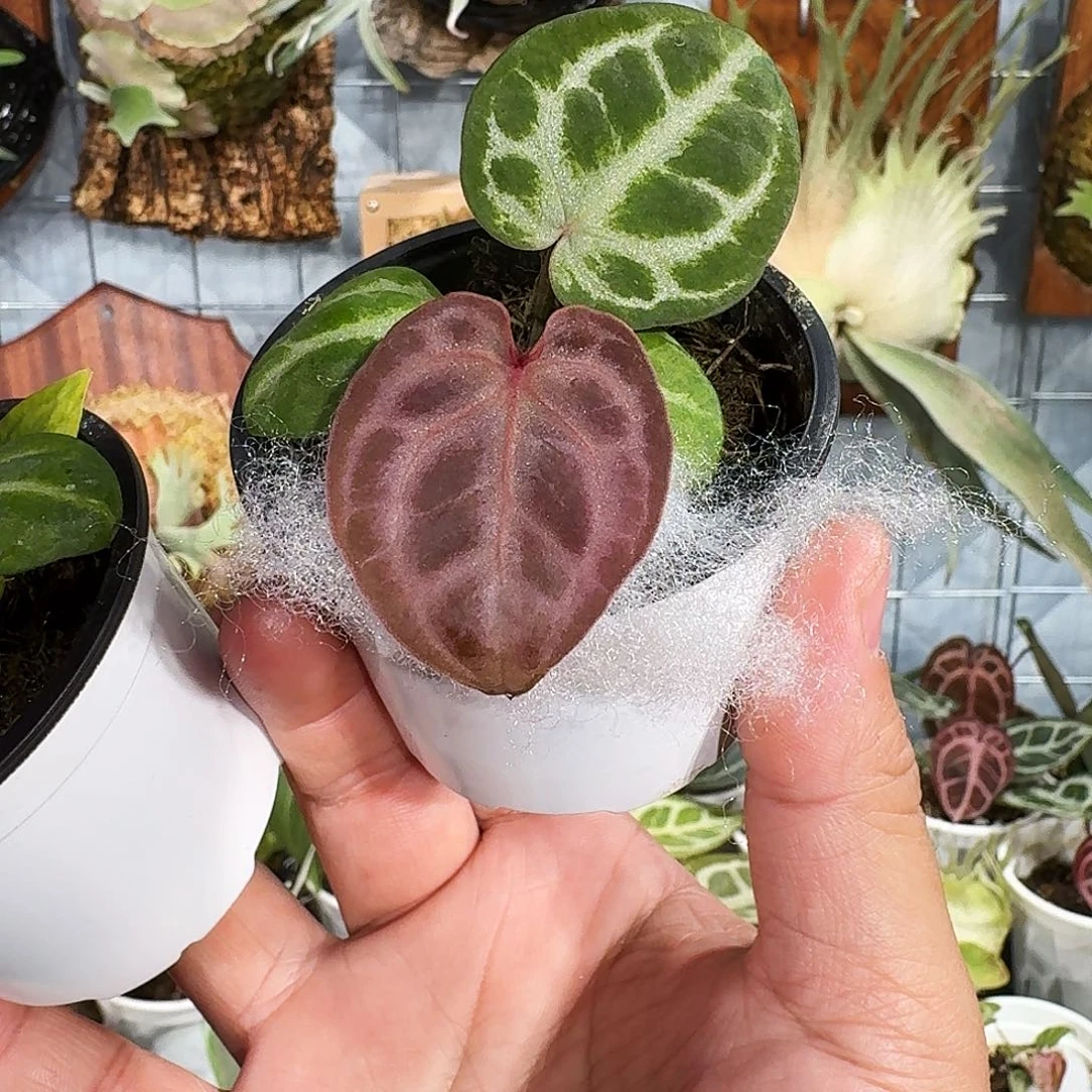 完全开放粉红杂nse