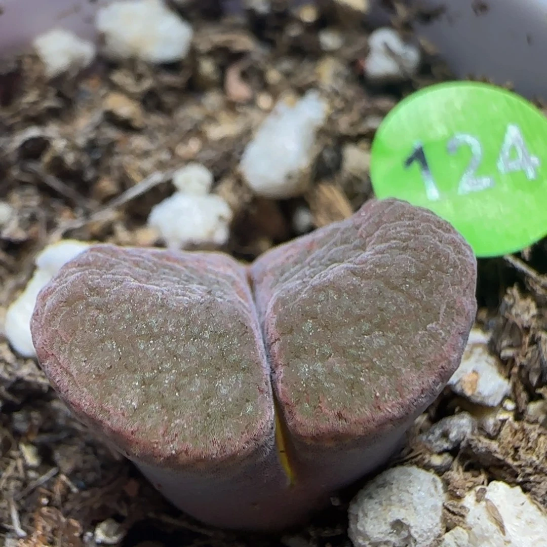 漂漂亮亮多肉植物124