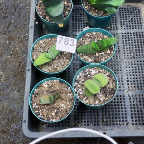 783卧牛一物一图如图