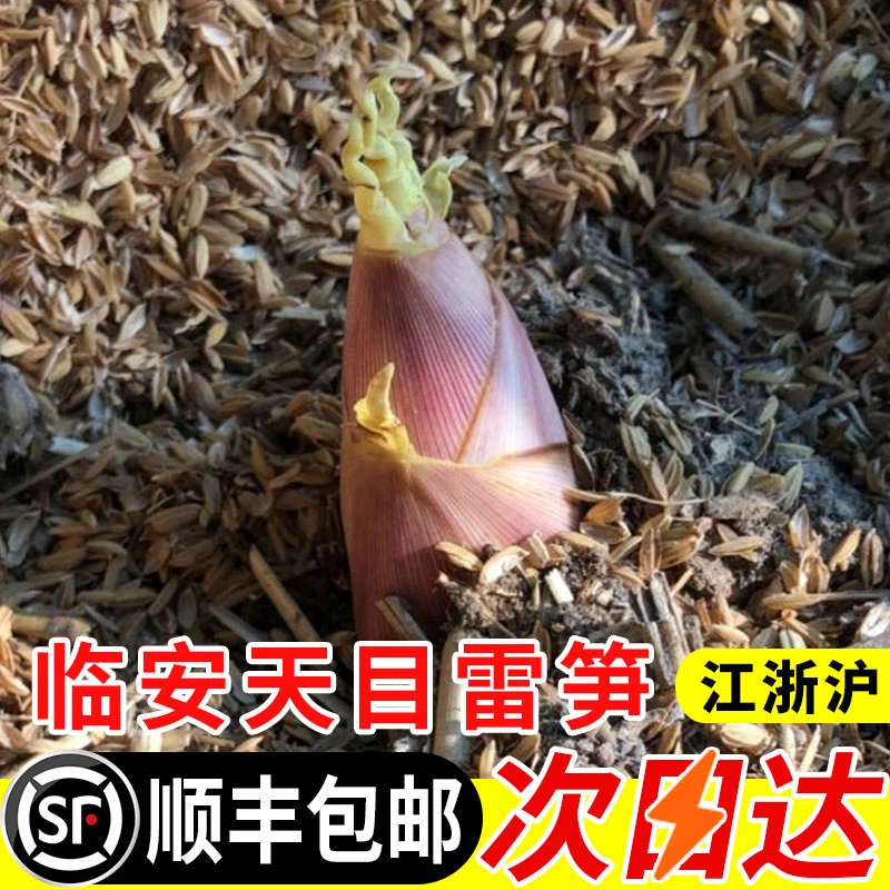 顺丰发货临安天目雷笋新鲜现挖高山竹笋嫩笋尖春笋腌笃鲜油焖春笋