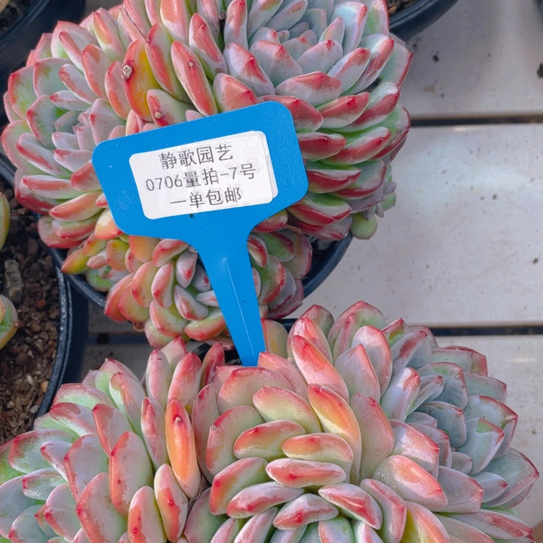 0706-7-粉海盗母本大群生一颗