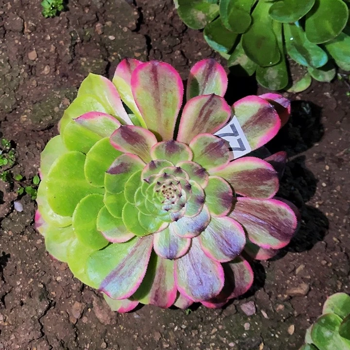 277粉火烧云多肉植物处理不售后