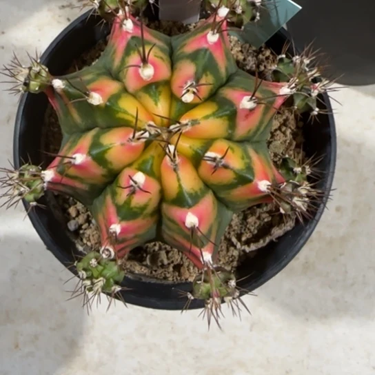 203-0121泰国发货多肉玻璃