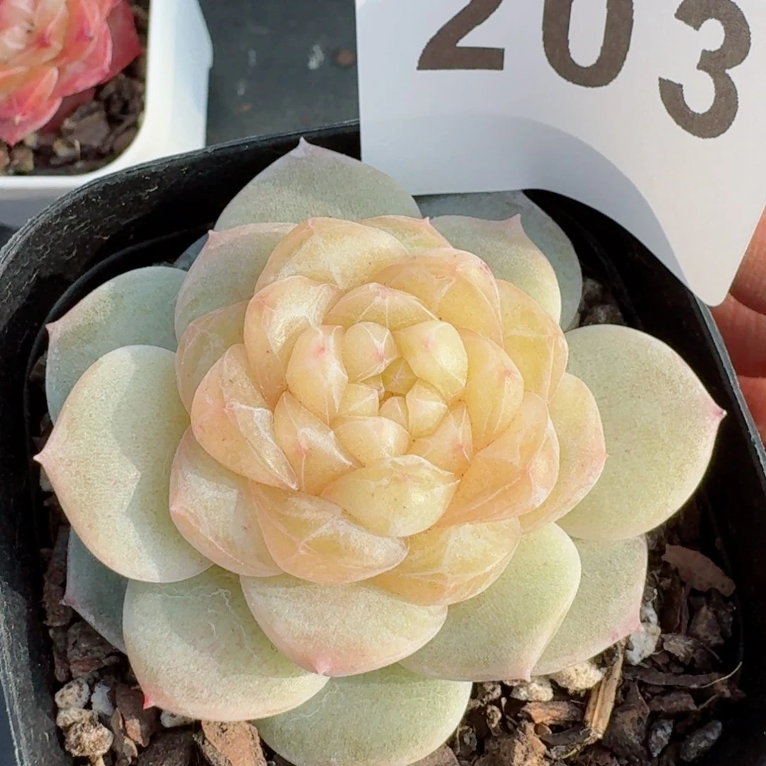 绒霜珍妮         精品多肉