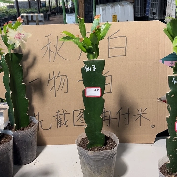 红***萍当前无花朵，栽培后可花朵仙子