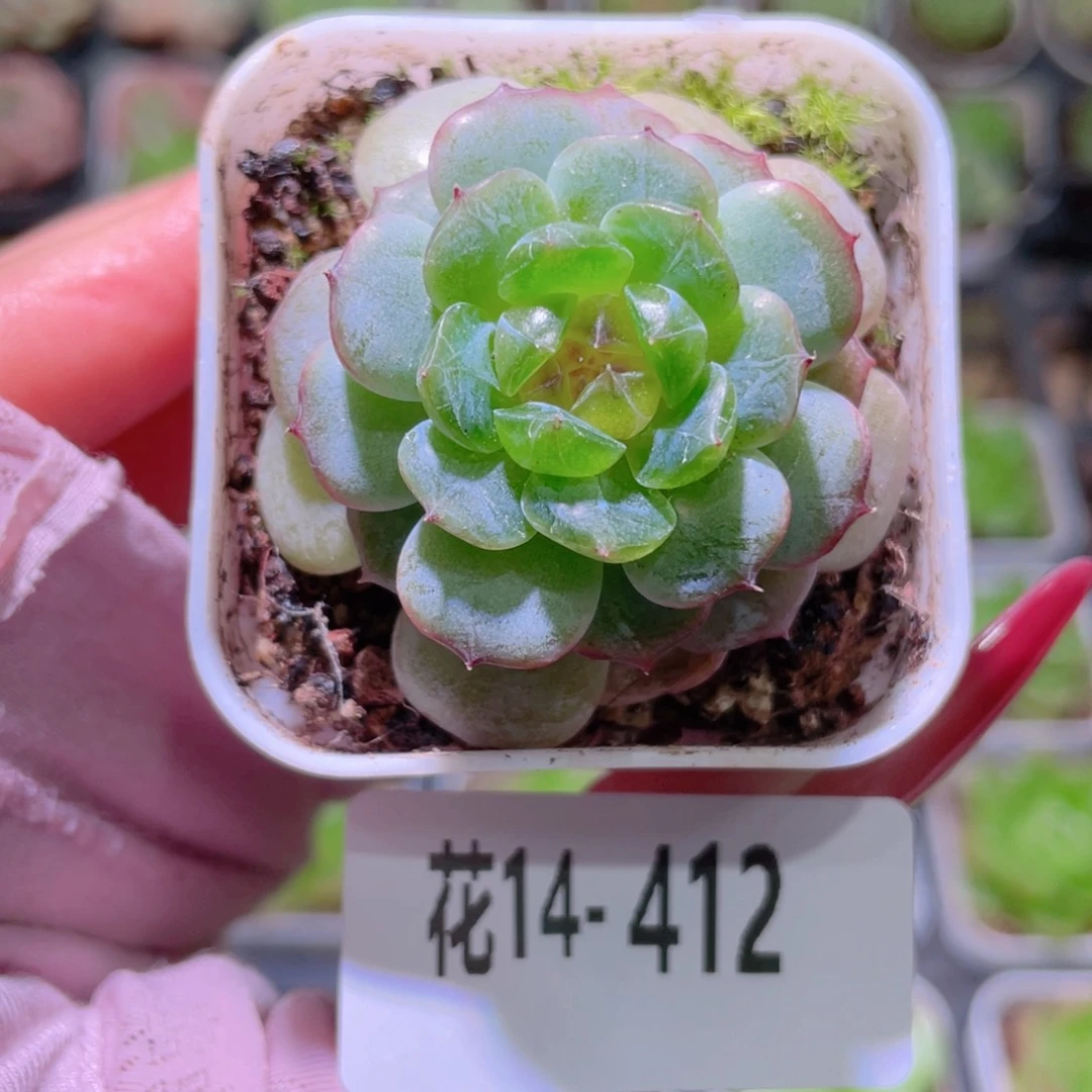 花利美14-412珍妮