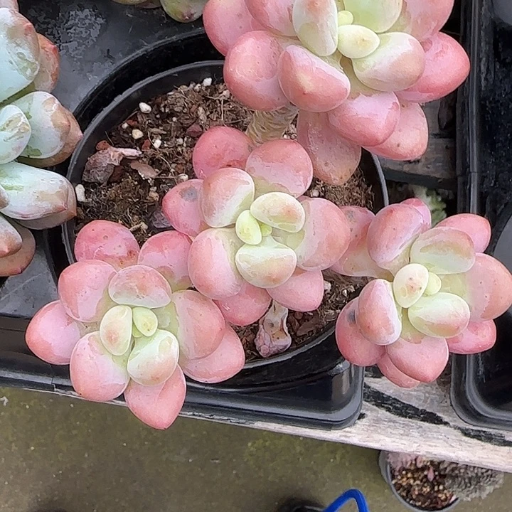 小***白青蛙王子儿童牙膏11