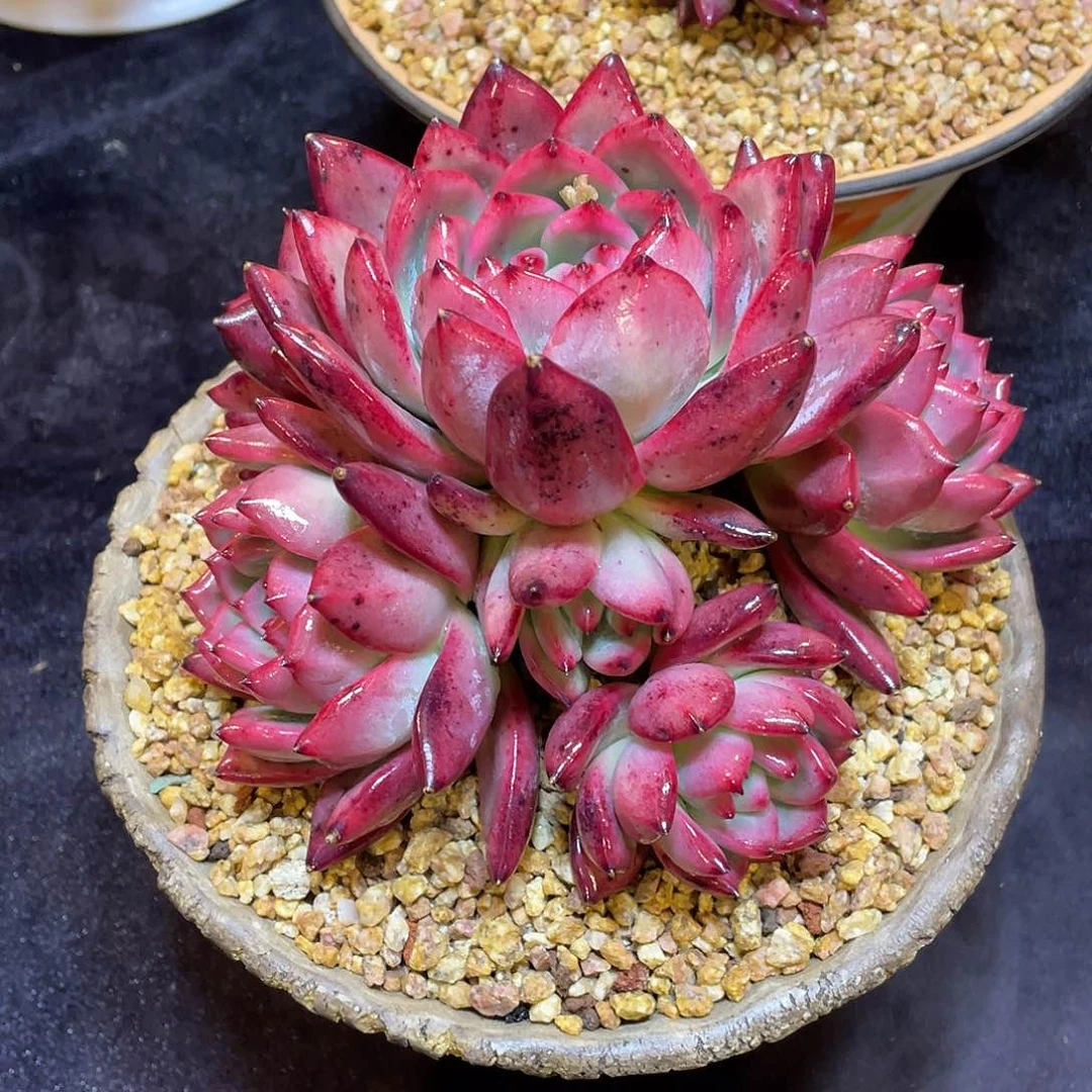 多肉植物脱土包邮