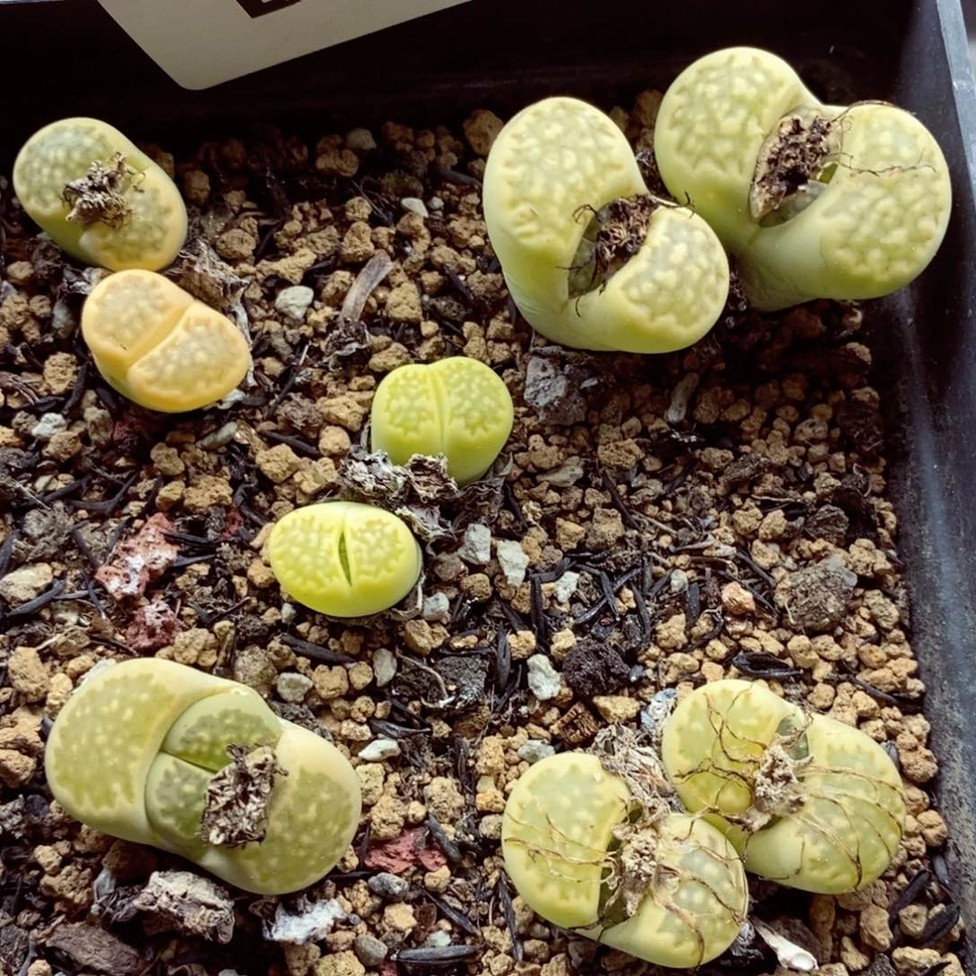 我的小姐姐们都是690