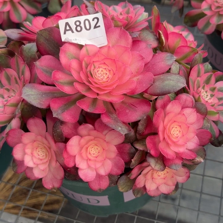 802荔枝20厘米左右